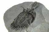 Short Trident Walliserops Trilobite - Top Quality Example #244127-3